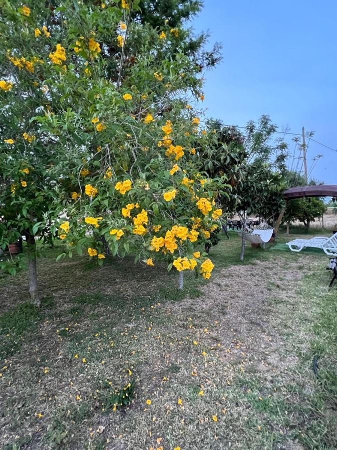 Quinta Dos Viegas Villa Faro Luaran gambar